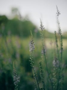 Lavanda en primer plano como metáfora de serenidad y presencia.