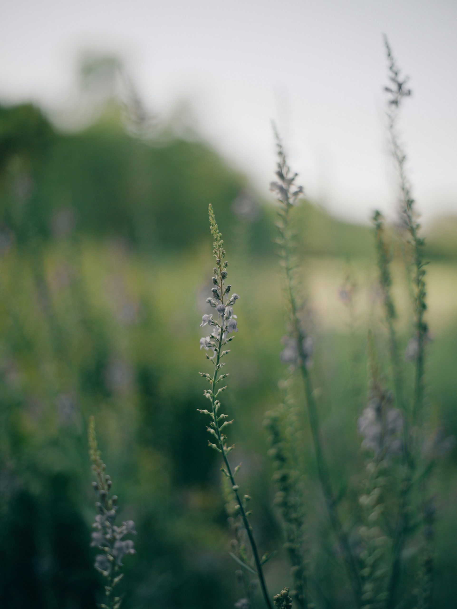 Lavanda en primer plano como metáfora de serenidad y presencia.