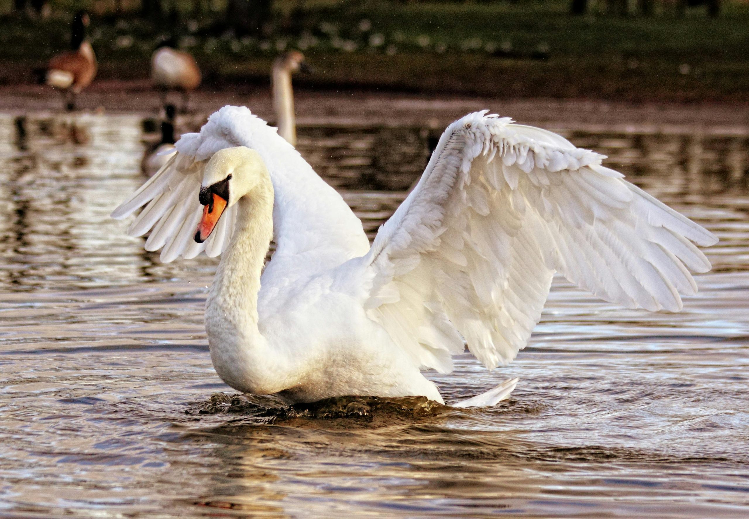 Cisne blanco sobre agua oscura simbolizando la integración de la sombra y la proyección en psicología según Carl Jung.
