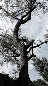 Naturaleza como metafora de crecimiento personal.