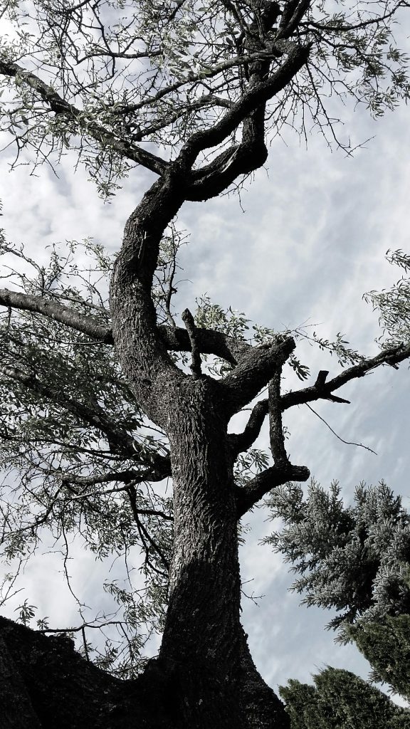 Naturaleza como metafora de crecimiento personal.